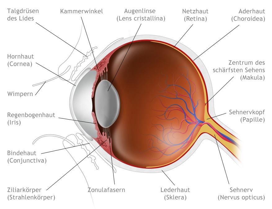 Das Auge Aufbau Und Funktion